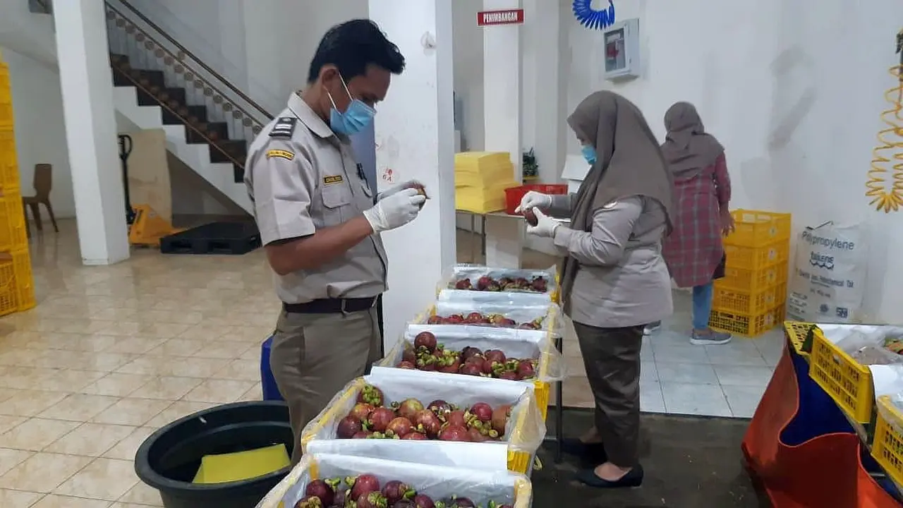 Sumatera Barat (Sumbar) sukses mengekspor 58,9 ton manggis ke mancanegara dengan total nilai Rp 21,1 miliar.