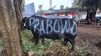 Sapi Kurban Mahal Presiden Prabowo di Mamuju Mati Mendadak, Kemungkinan Kena Racun