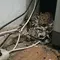 10 Tanda Ada Sarang Tikus di Dalam Rumah yang Sering Terlewat, Kenali Sebelum Makin Parah