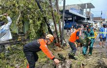 BPBD Ingatkan Warga Waspadai Potensi Pohon Tumbang Malang Akibat Cuaca Ekstrem