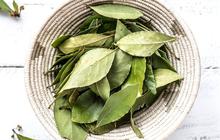 7 Cara Menyimpan Daun Salam Segar agar Tidak Cepat Menguning, Tetap Hijau dan Wangi