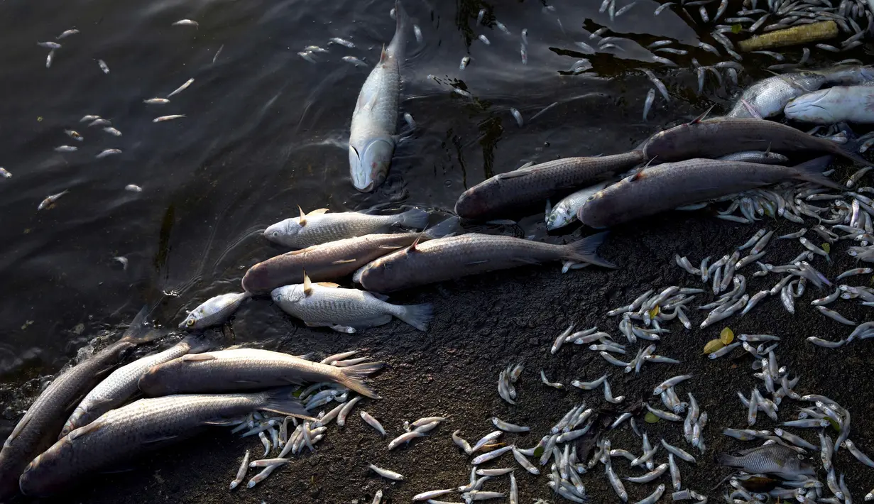 Ribuan ikan mati membusuk di tepi Laguna Rodrigo de Freitas, Rio de Janeiro, Brasil, Jumat (21/12). Laguna itu menjadi tuan rumah bagi beberapa acara selama pertandingan Olimpiade 2016 dan merupakan daya tarik wisata. (AP/Silvia Izquierdo)