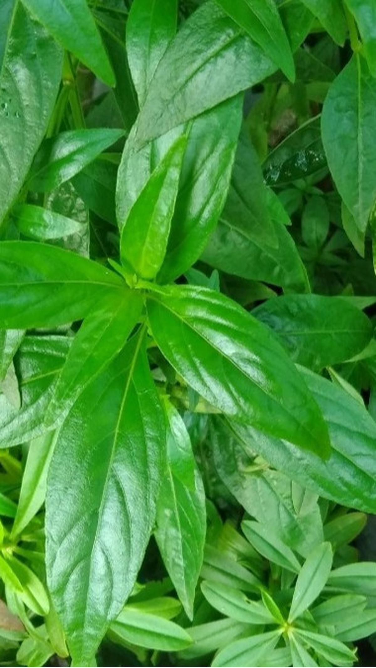 Daun sambiloto mungkin memiliki rasa yang pahit, tetapi manfaatnya untuk kesehatan tidak bisa diabaikan.