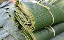 Tips Praktis Menyimpan Daun Pisang Agar Tidak Cepat Membusuk