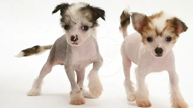 Foto: Copyright warrenphotographic