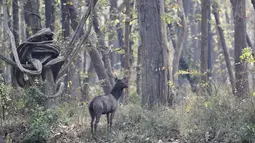 Rusa sambar terlihat di Taman Nasional Bardiya, Distrik Bardiya, Nepal, Rabu (31/3/2021).  Di Sungai Karnali yang ada di kawasan ini juga sering terlihat lumba-lumba air tawar. (AP Photo/Niranjan Shrestha)
