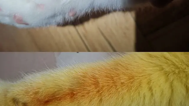 Kucing berbulu kuning