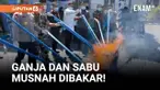 Badan Narkotika Nasional Provinsi (BNNP) Maluku Utara memusnahkan lebih dari delapan kilogram ganja dan ratusan gram sabu hasil pengungkapan kasus narkotika sepanjang tahun 2025.