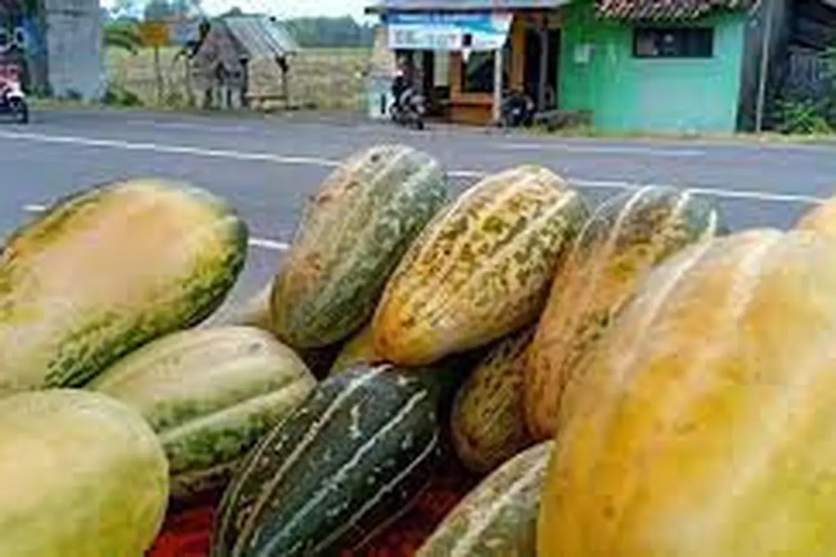 Buah Krai buah khas Banyuwangi yang hanya ada saat bulan Ramadan (Istimewa)