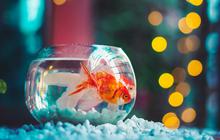 8 Tips Merawat Ikan Hias di Akuarium yang Cocok untuk Pemula, Pelajari tentang Spesies yang Dipelihara