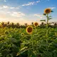 Intip perawatan alami untuk kulit sensitif dengan sunflower oil (Magic of Nature)