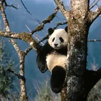 Mau tahu keseharian para anak panda? Tahan gemasnya. Lagi Puasa.