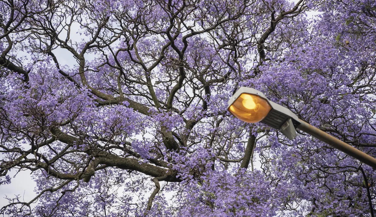 Pohon jacaranda yang mekar terlihat di Johannesburg, Afrika Selatan pada 20 Oktober 2022. Sejak awal Oktober, kota Johannesburg mendapatkan warna kuat yang ditambahkan ke lanskapnya: lautan kelopak ungu dari ribuan pohon jacaranda mekar di atas pinggiran kota. (Photo by Michele Spatari / AFP)