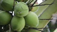 Mimpi Melihat Buah Kelapa Banyak: Makna dan Tafsir Mendalam