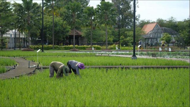 Petani Riau Bisa Semakin Produktif Dengan Tambahan Kuota Pupuk Bersubsidi
