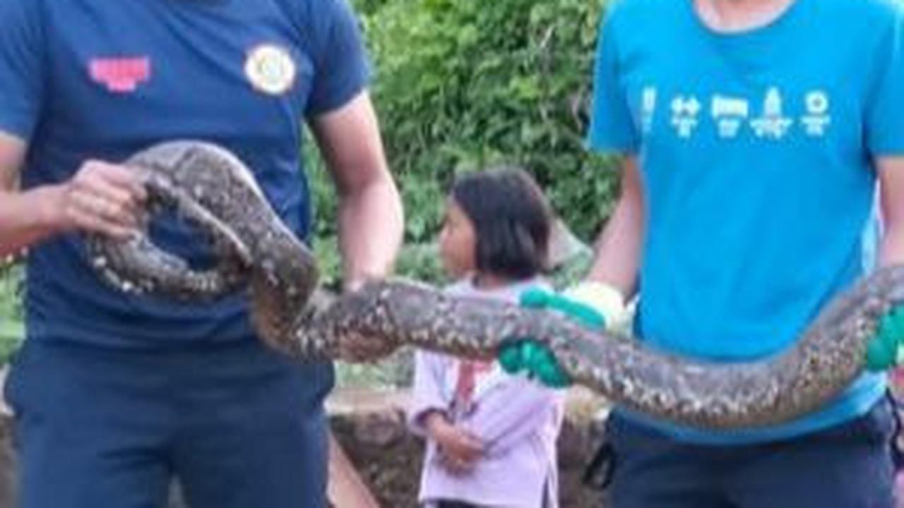 Ular Piton Tiga Meter Keluar dari Hutan, Ditemukan di Pekarangan Warga Hendak Cari Mangsa