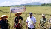 Panen Biosalin Jepara Lampaui Target, Hasilkan 176 Ton Gabah dari Kolaborasi Pemda, BRIN, dan PGN