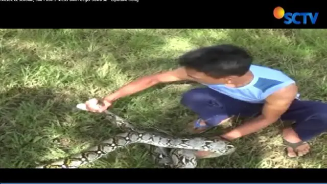 Sejumlah warga nampak berusaha menangkap ular piton yang tengah berendam di dalam kolam.