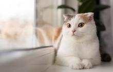 4 Fakta Pria di Malang Aniaya Kucing hingga Mati, Berujung Jadi Tersangka