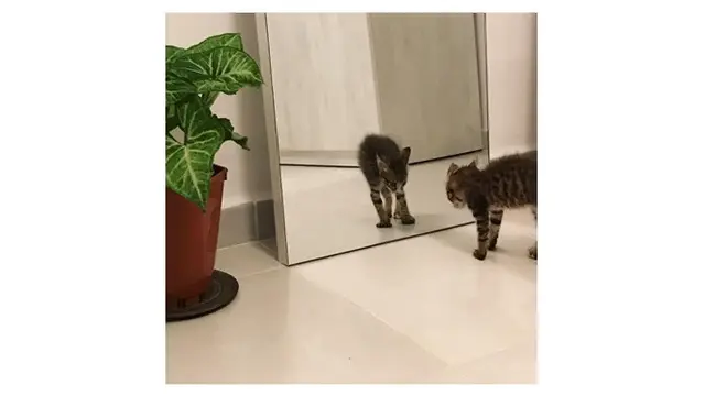 Potret Lucu Kucing Saat Berkaca Ini Bikin Gemas