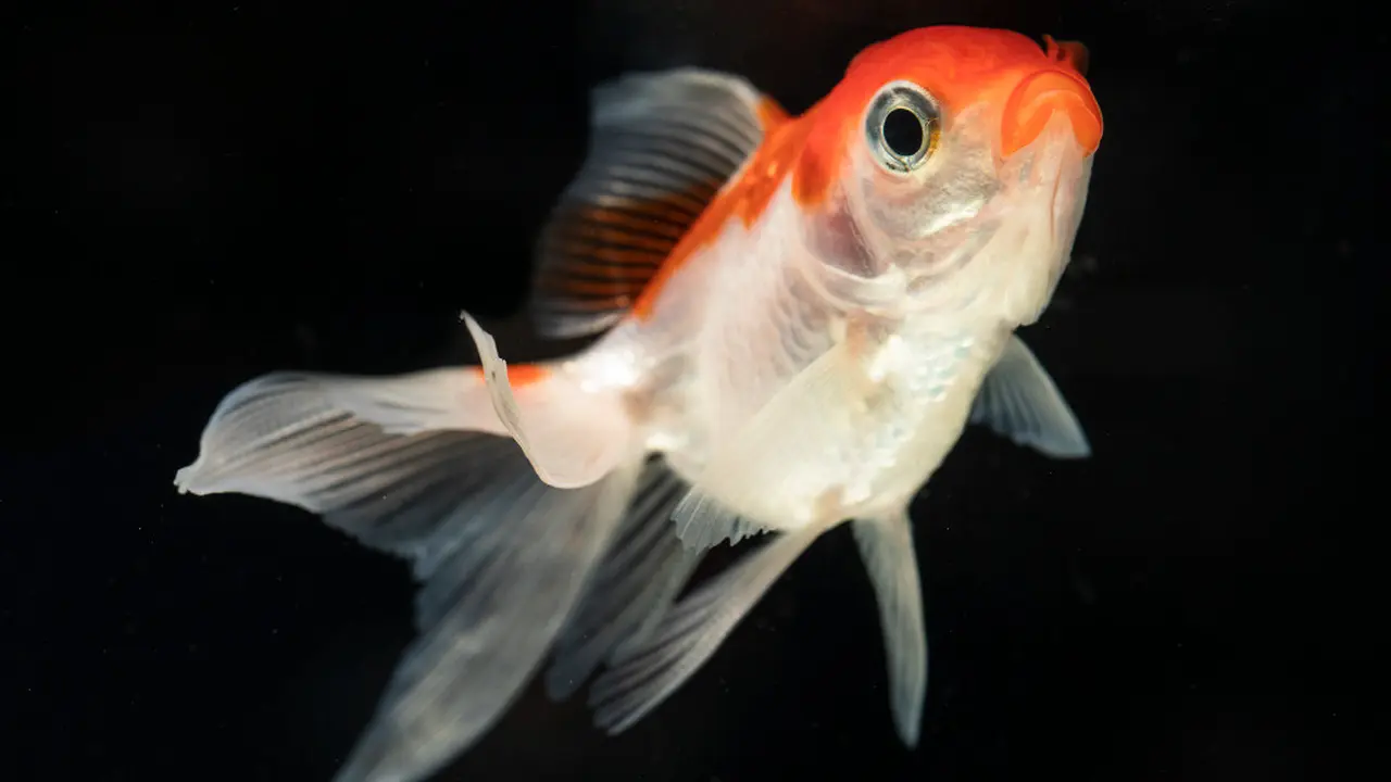 Ilustrasi ikan koi