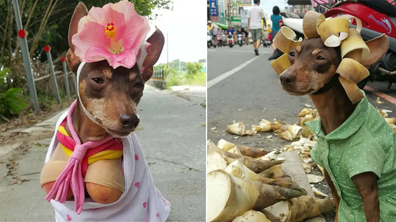 Bantu Pemilik Jualan, Anjing Bikin Dagangan Buahnya Laris Manis