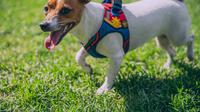 How to put on a dog harness. (Photo: Dave Xu/Unsplash)
