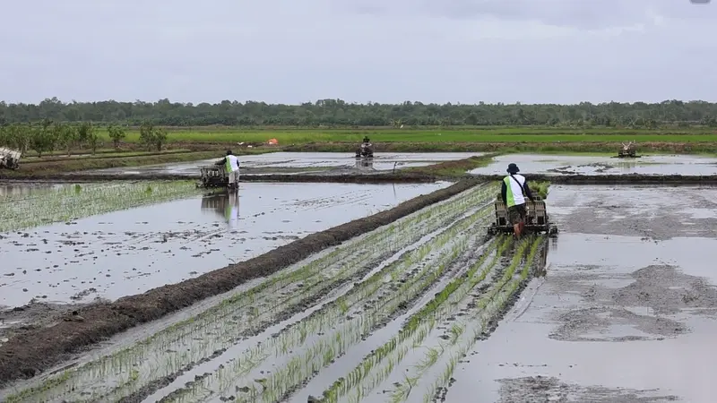 Para petani di Desa Telaga Sari, Merauke mengapresiasi bantuan lahan seluas 40.000 hektar yang diberikan oleh Menteri Pertanian Amran Sulaiman dalam kunjungan kerjanya ke Kampung Telaga Sari, Distrik Kurik, Merauke, Senin (8/7) (Istimewa)