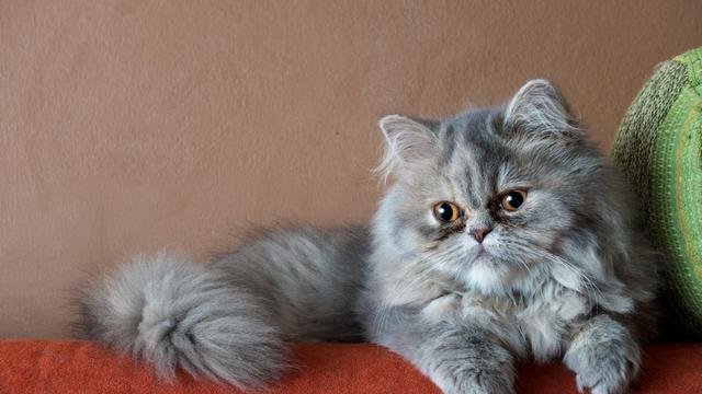 Kucing persia