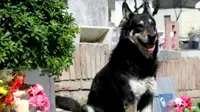 Seekor anjing dengan setia menunggui makam tuannya selama 11 tahun sampai akhirnya mengembuskan napas terakhirnya. (Doc: https://www.youtube.com/watch?time_continue=41&v=TUIqu0c0EtI)