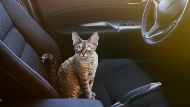 Ilustrasi Kucing di dalam mobil.