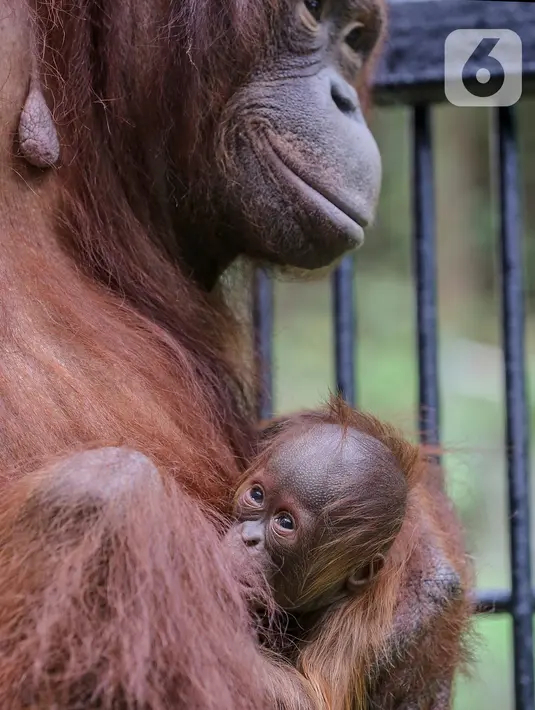 Bayi Orangutan Kalimantan, Fitri saat berada dalam pelukan induknya Eva di Taman Safari Indonesia Cisarua, Bogor, Jawa Barat, Rabu (27/5/2020). Fitri, bayi orangutan berjenis bertina lahir pada hari Senin (25/5) pukul 05.00 WIB dalam suasana Hari Raya Idul Fitri 1441 H. (Liputan6.com/Fery Pradolo)