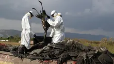 Pekerja memasukkan bangau mati ke dalam kantong di kawasan konservasi Danau Hula, utara Laut Galilea, di Israel utara, Minggu (2/1/2022). Flu burung telah membunuh ribuan bangau yang bermigrasi dan mengancam hewan lain di Israel utara. (AP Photo/Ariel Schalit)