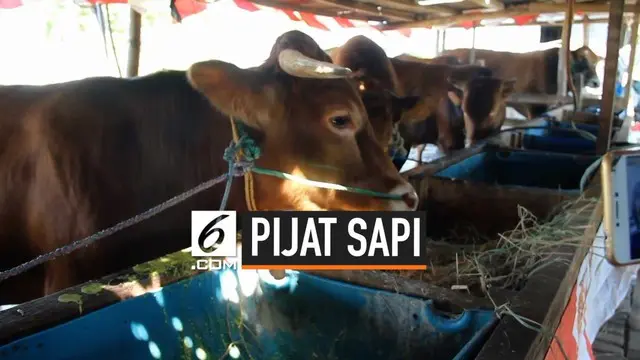 VIDEO: Cegah Stres, Sapi Kurban di Surabaya Dipijat