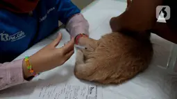 Dokter hewan memberikan suntikan vaksin rabies saat kegiatan Pet Exhibition  di Pesona Square, Depok, Jawa Barat, Minggu (12/06/20222). Kegiatan yang diselenggarakan Pesona Square  kolaborasi dengan  Pet Care Medical. ini memberikan pelayanan kesehatan hewan peliharaan secara gratis. (merdeka.com/Arie Basuki)