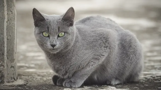 Russian Blue