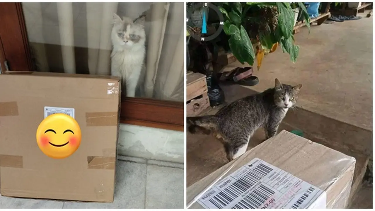 6 Potret Kucing Jadi Penerima Paket Ini Ekspresinya Menggemaskan