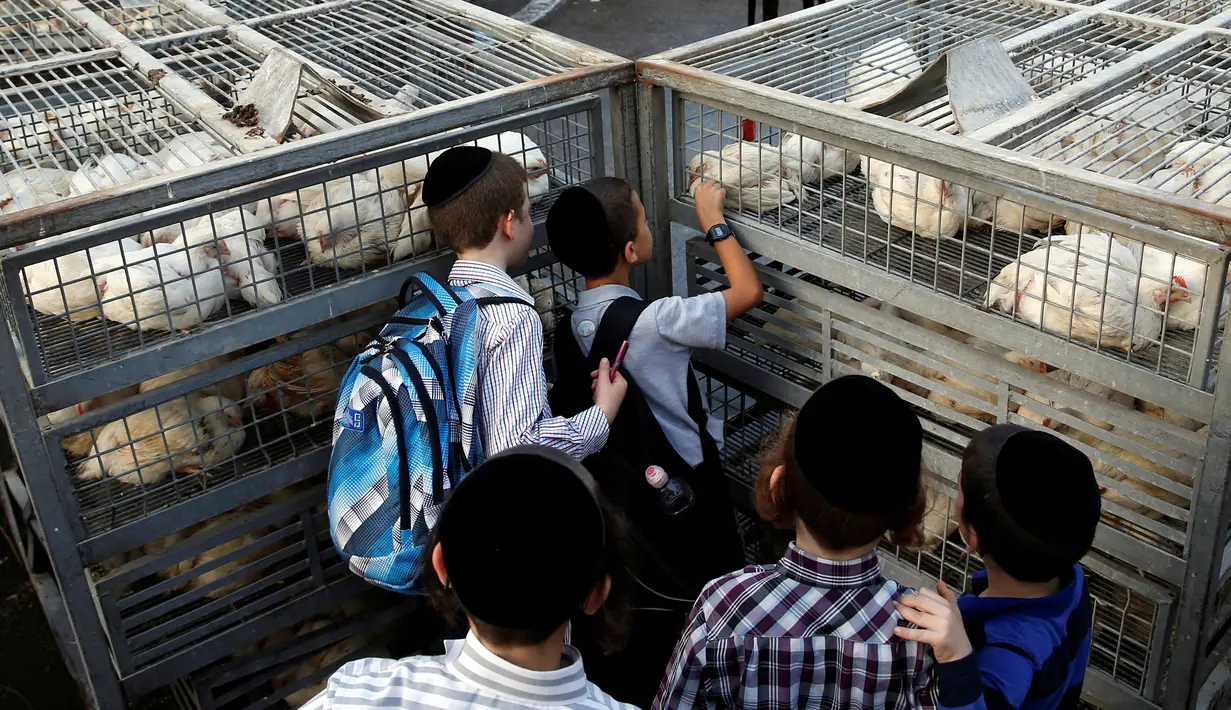 Anak-anak Yahudi ultra-Ortodoks berkumpul melihat ayam putih di daerah di mana orang melakukan ritual Kaparot, di Bnei Brak, Israel, (9/10). Ritual ini dilakukan menjelang Hari Penebusan Yahudi, Yom Kippur. (REUTERS/Baz Ratner)