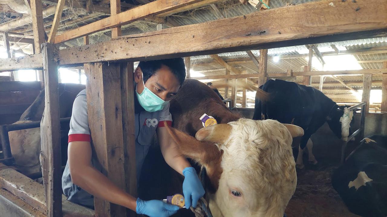 Sapi Jumbo Simental 1 Ton Asal Cisarua Bandung Dibeli Presiden Prabowo Seharga Rp110 Juta
