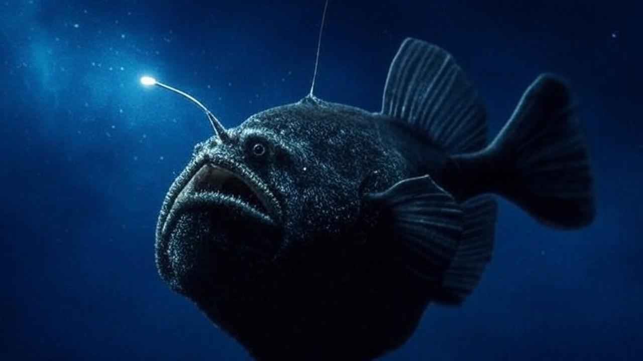 Mengenal Anglerfish, Ikan Menyeramkan yang Viral Tiba-tiba Muncul di Permukaan Laut