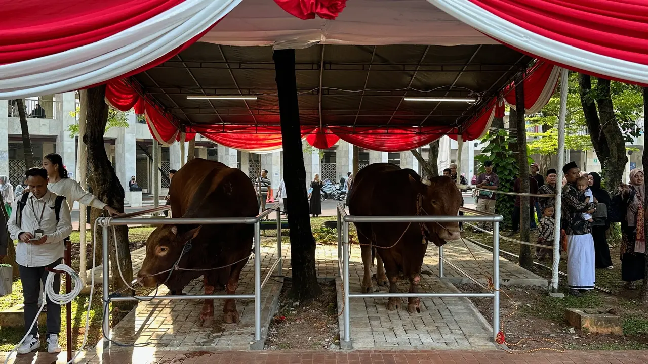 Presiden Prabowo Subianto dan Wakil Presiden Gibran Rakabuming Raka menyerahkan dua sapi kurban dengan bobot masing-masing hampir 1,3 ton ke Masjid Istiqlal Jakarta, dalam rangka Hari Raya Idul Adha 2025 (Istimewa)