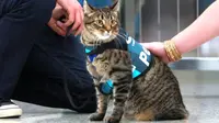 Bandara Internasional Dexter merekrut kucing sebagai bagian dari proram CATS yang dirancang untuk membantu menghilangkan stress dan kegelisahan (coloraadoan)