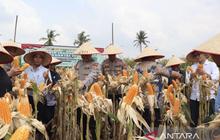 Tahukah Anda? Polres Lamsel Dukung Ketahanan Pangan Lewat Panen Raya Jagung Seluas 1.788 Hektare