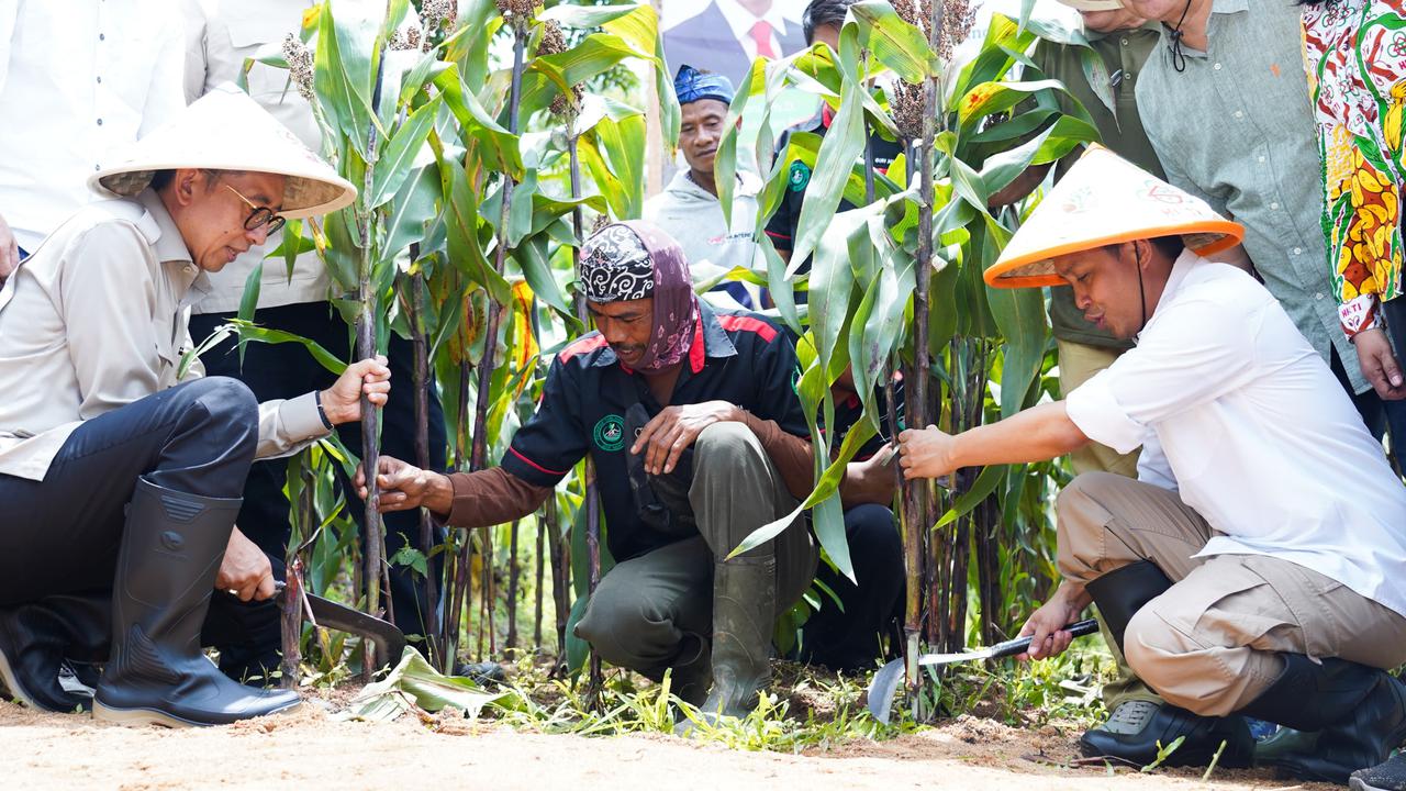 Menhut Panen Perdana Sorghum di Karawang: Tanaman Ajaib untuk Ketahanan Pangan