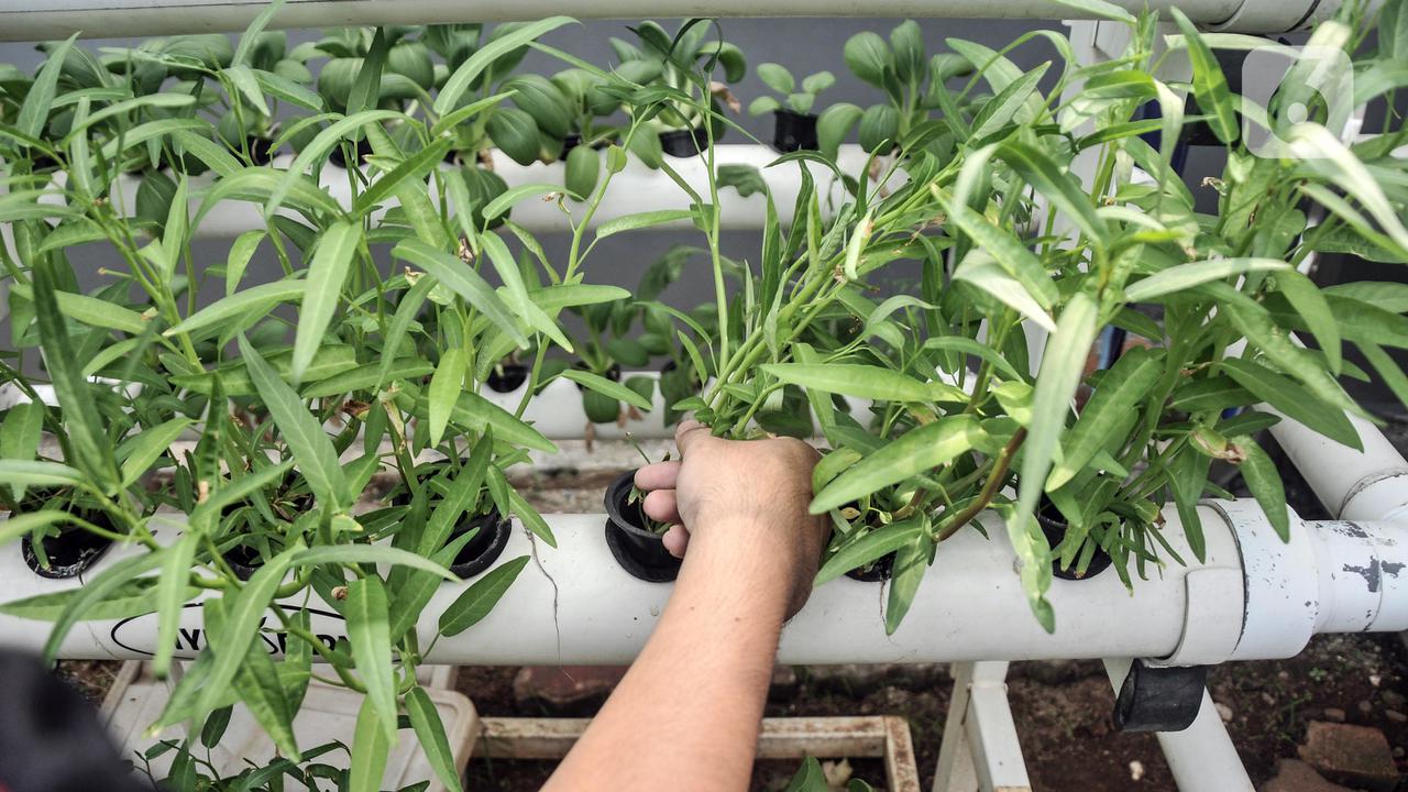 Budi Daya Sayuran Hidroponik Menjadi Produk Ekonomis