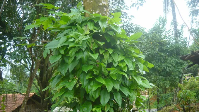 [Bintang] Daun Cincau