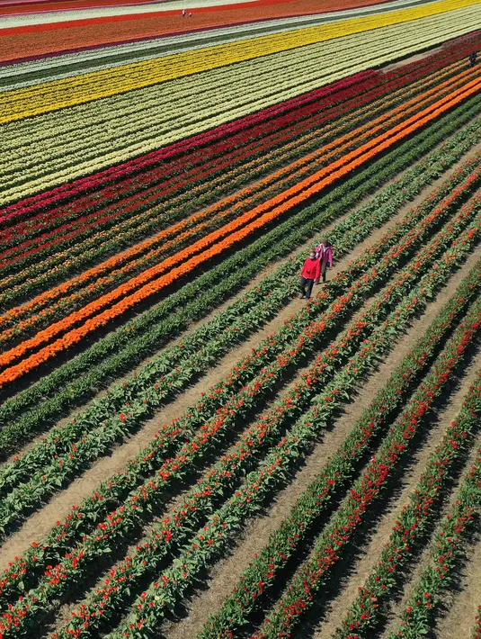Pemandangan udara menunjukkan ladang tulip dekat Grevenbroich, Jerman barat, pada 23 April 2021. Memasuki bulan April menandai waktu bagi bunga-bunga untuk bermekaran di negara empat musim seperti Jerman. (INA FASSBENDER / AFP)