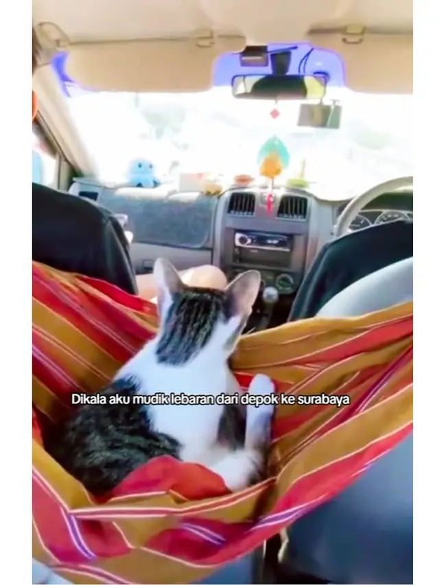 6 Potret Hewan Peliharaan Ikut Mudik Pakai Kendaraan Pribadi, Anteng Banget