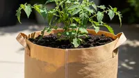 Cara Manfaatkan Tas Spunbond Bekas untuk Berkebun, Jangan Dibuang