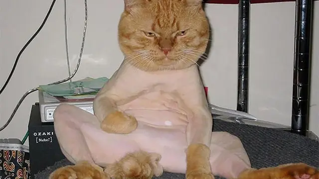 8 Potret Kucing Dicukur Bulunya, Penampilannya Bikin Kasihan
